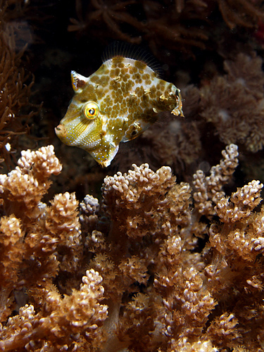 Tiny filefish