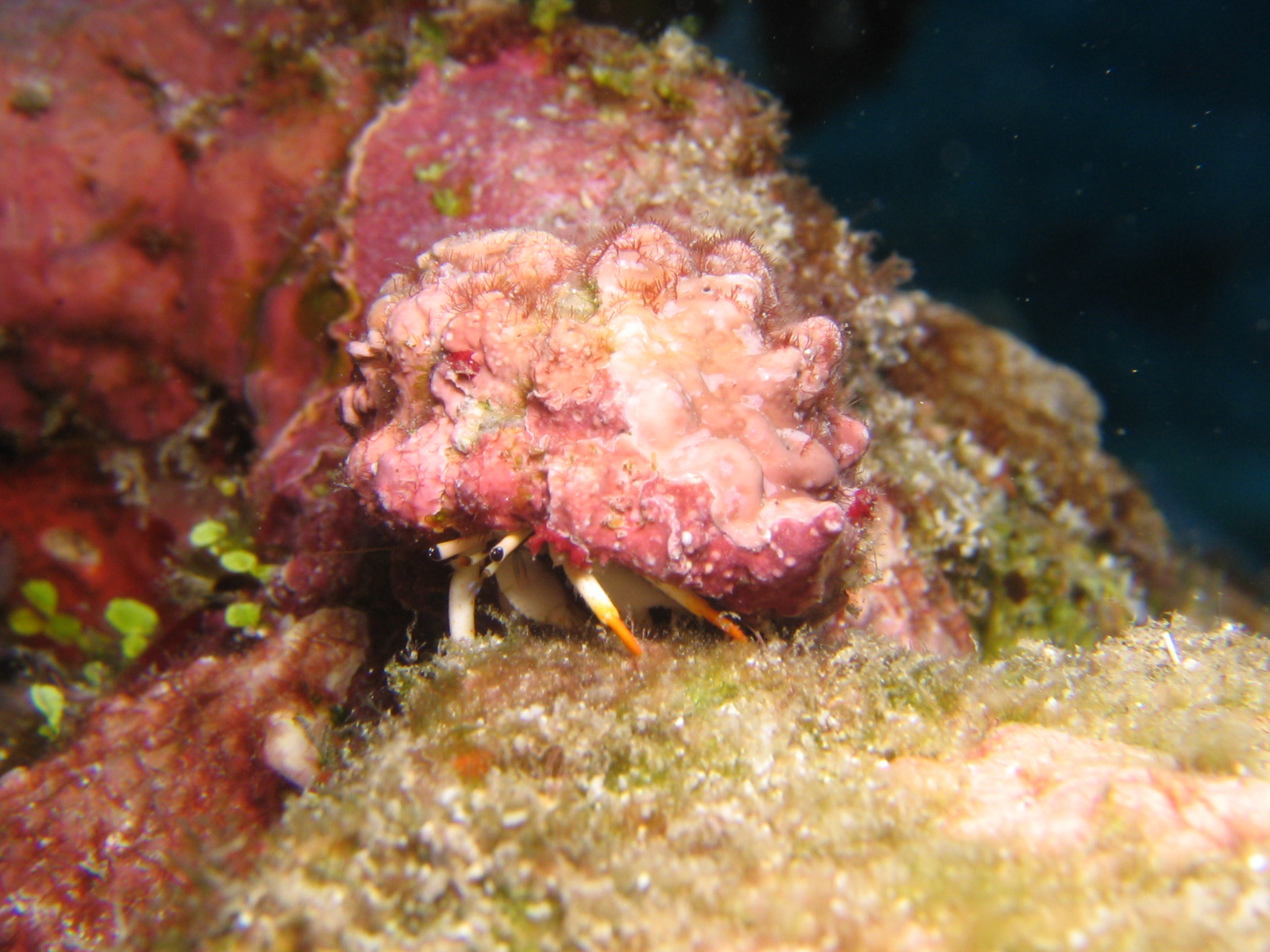 Tiny Hermit Crab