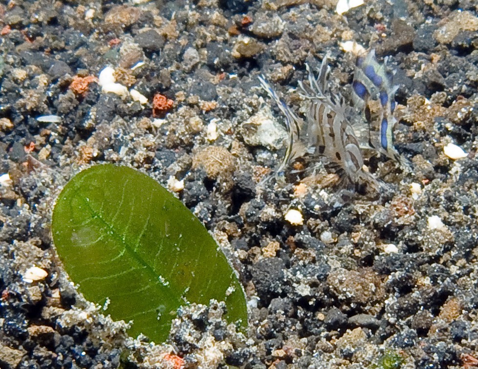 Tiny Lionfish