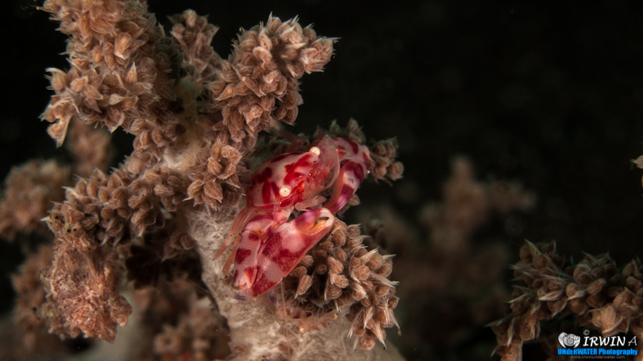 Tiny Porcelain Crab