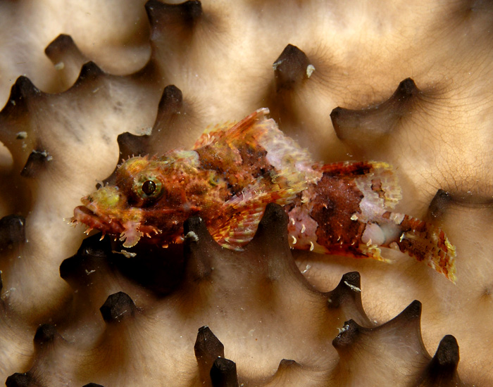 Tiny Scorpionfish on a Sponge