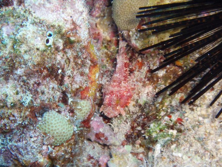 Tiny Scorpionfish