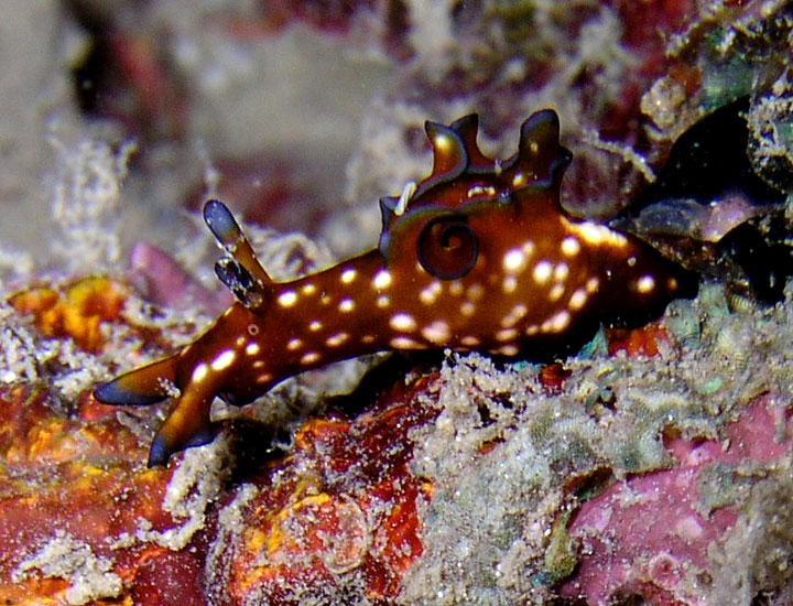 Tiny Sea Hare