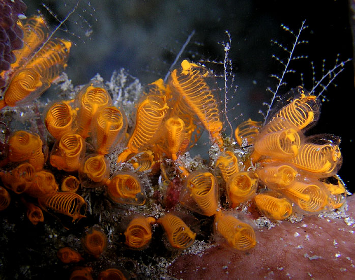 Tiny Sea Squirts