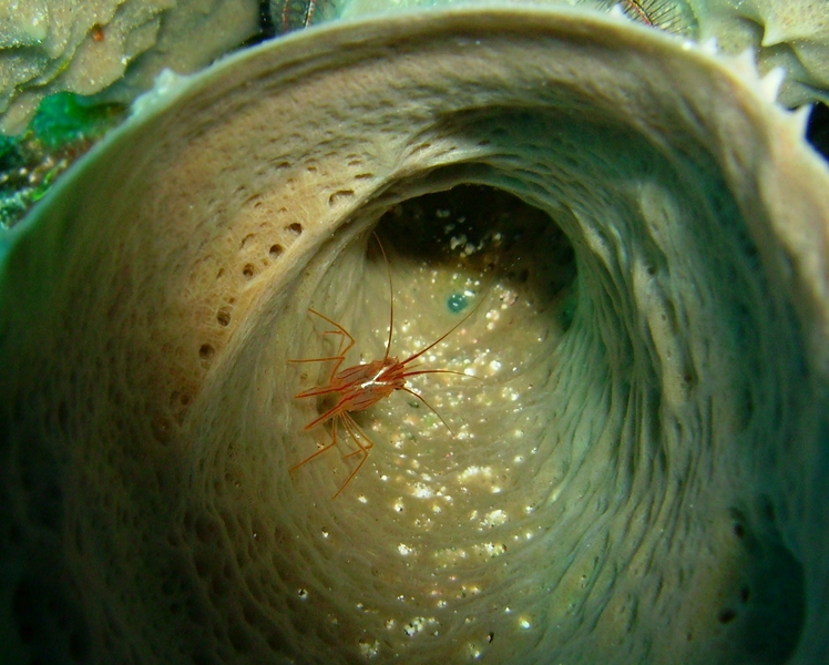 Tiny Shrimp Hiding in Sponge