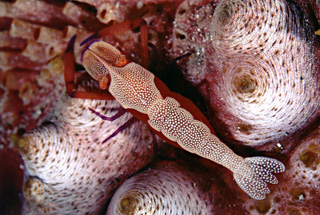 tiny shrimp on sea cucumber