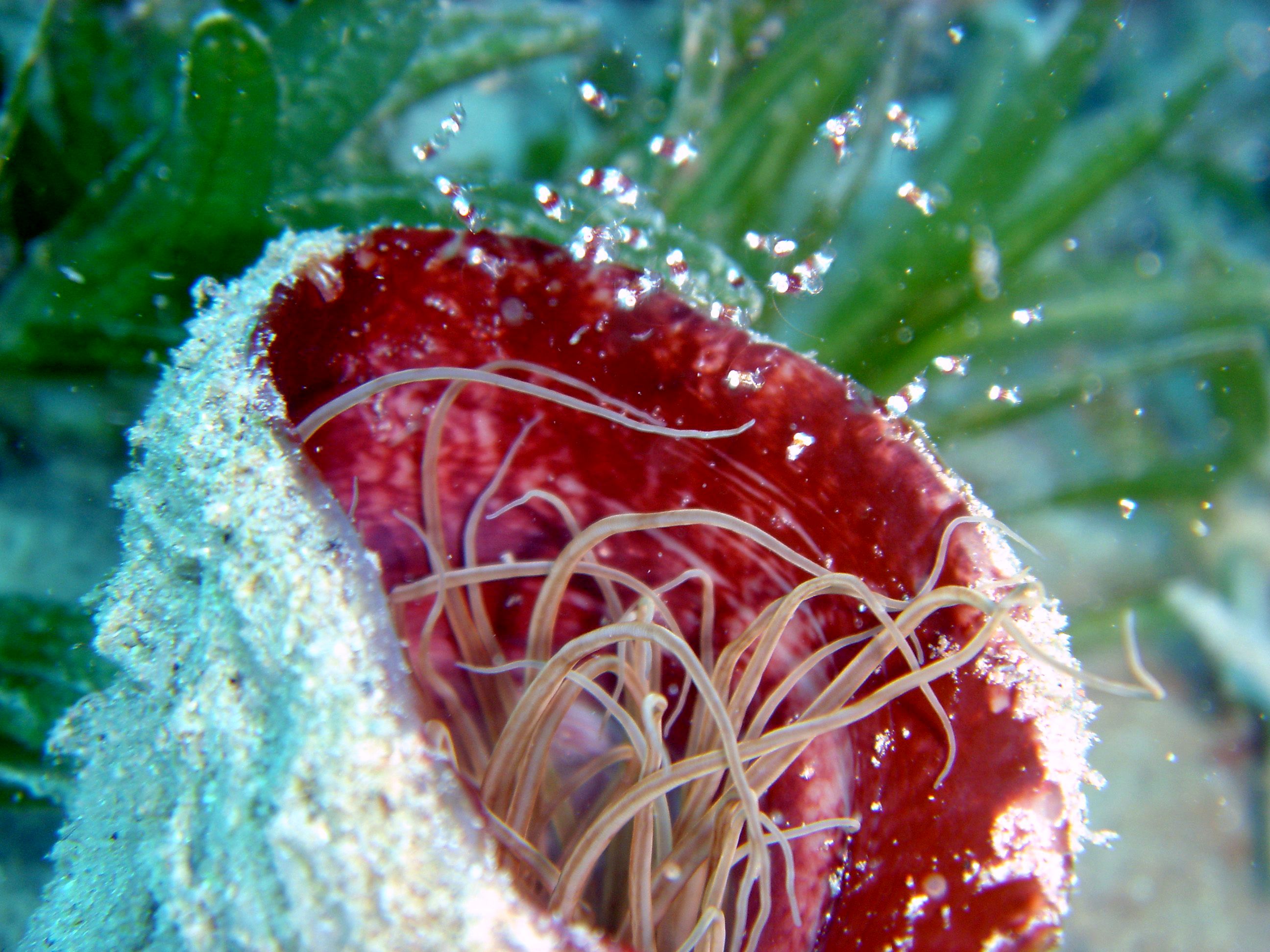 Tiny Shrimps over Anenome - Nuweiba