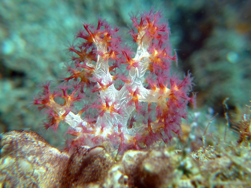 Tiny soft coral