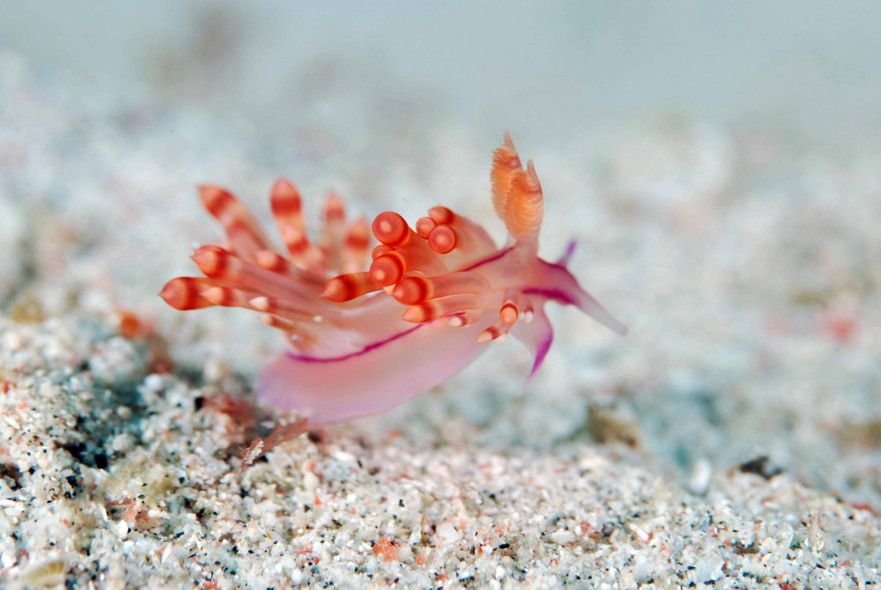 Tiny_pink_nudibranch