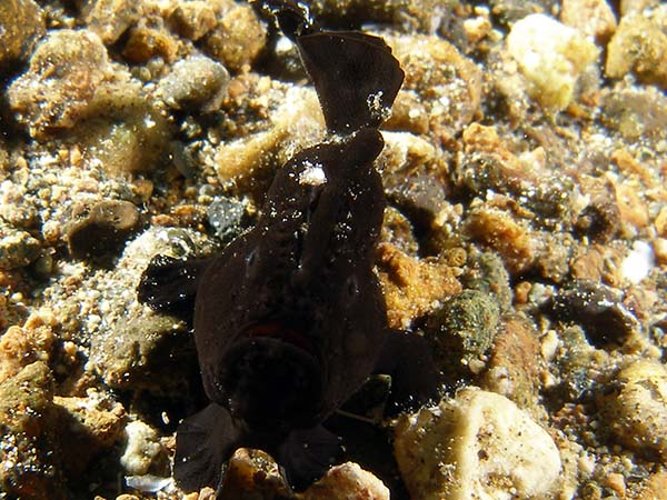 tinyblackfrogfish