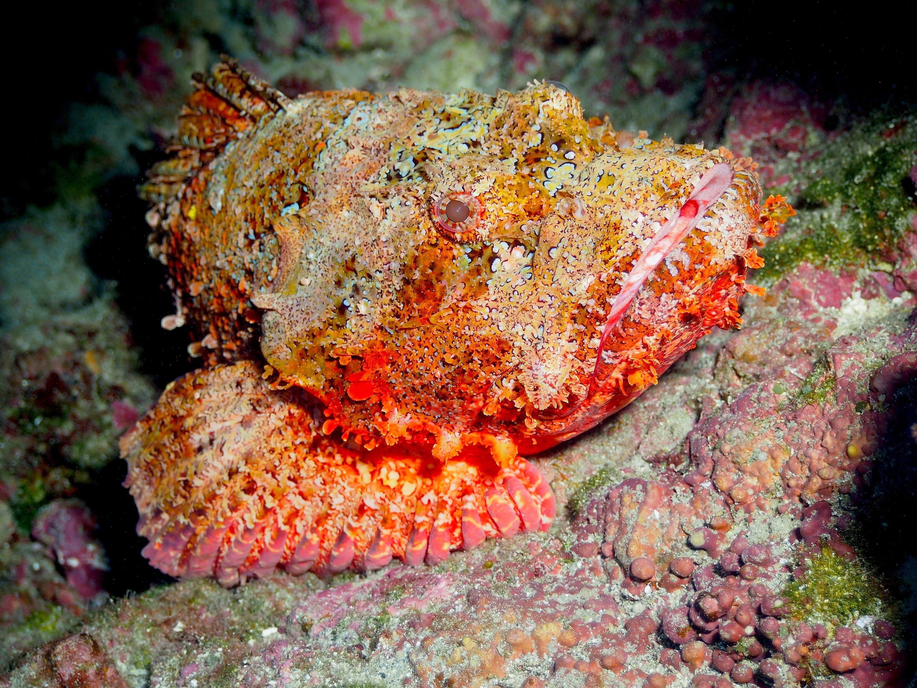 Titan Scorpionfish