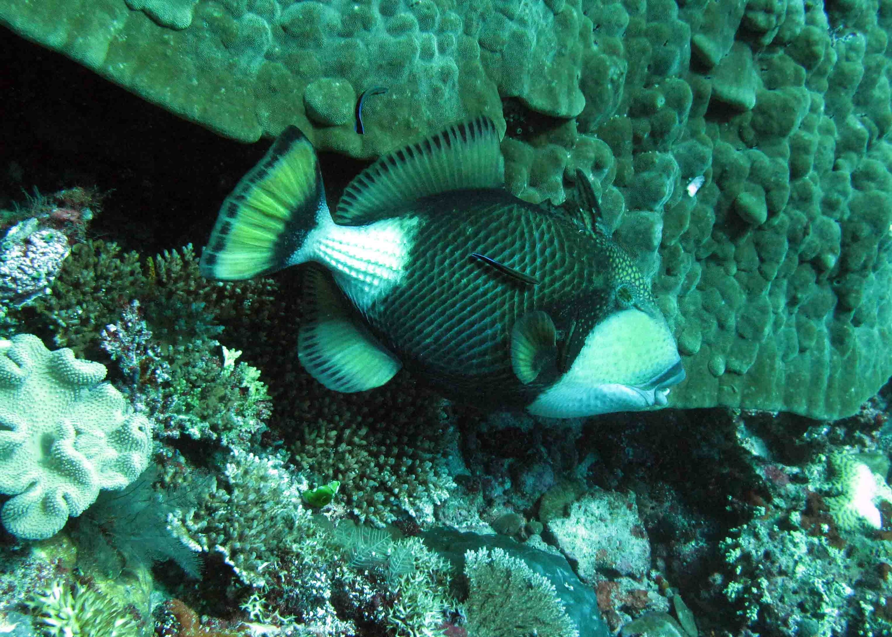 Titan trigger fish