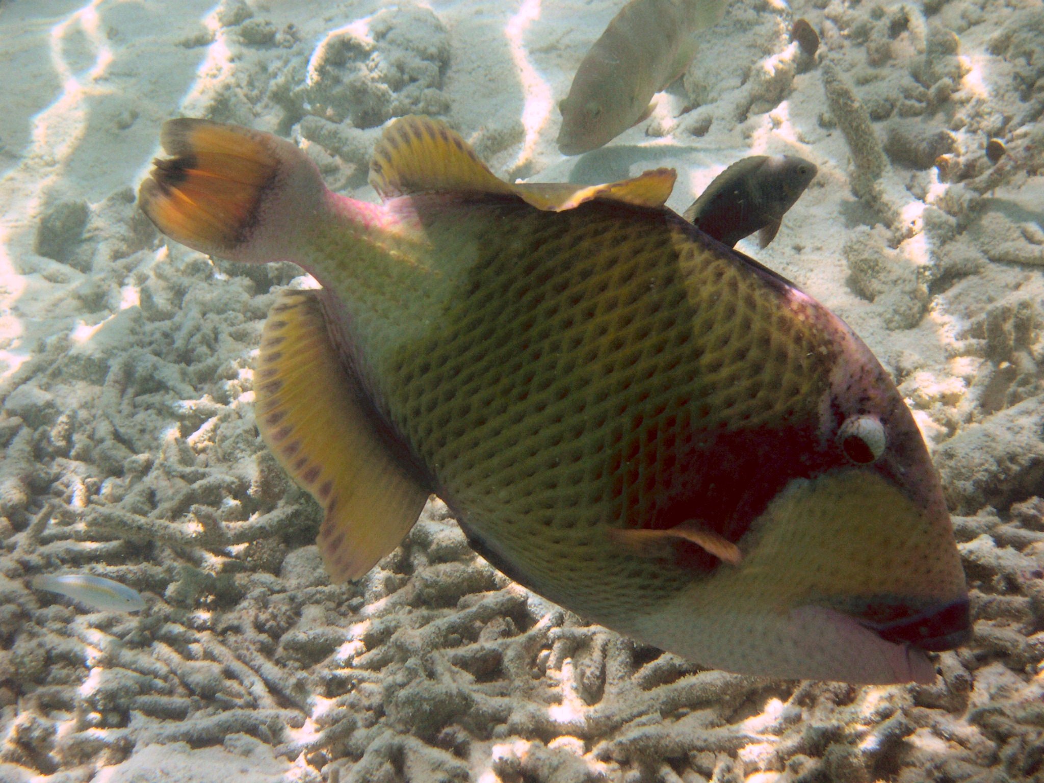 Titan Trigger Fish