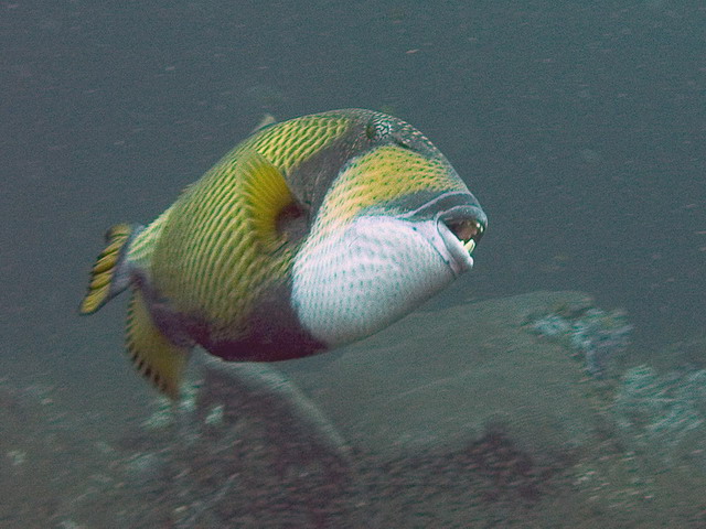 Titan Triggerfish