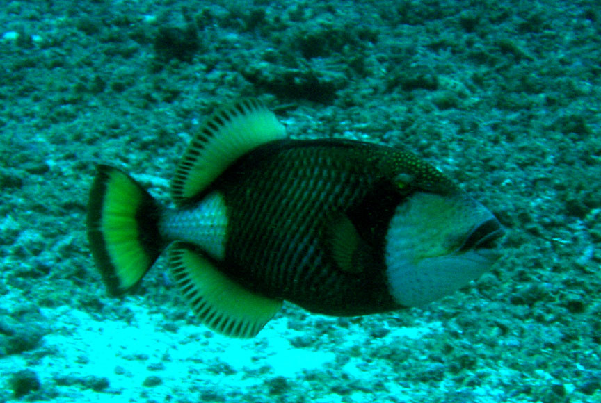 Titan Triggerfish