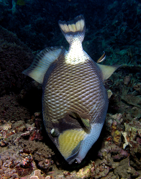 Titan Triggerfish