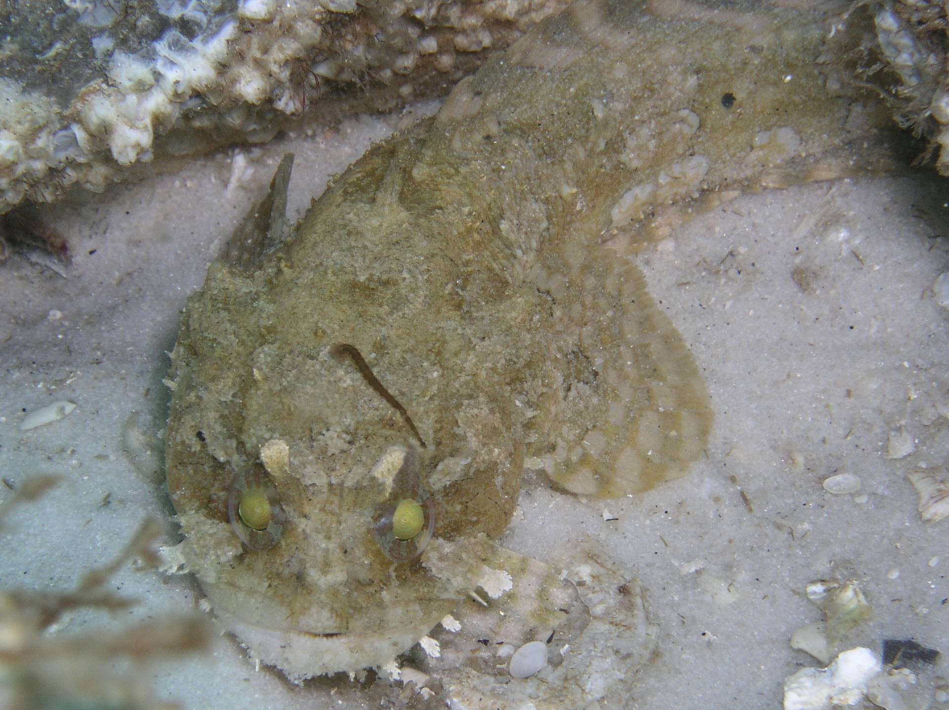 toadfish destin jetties