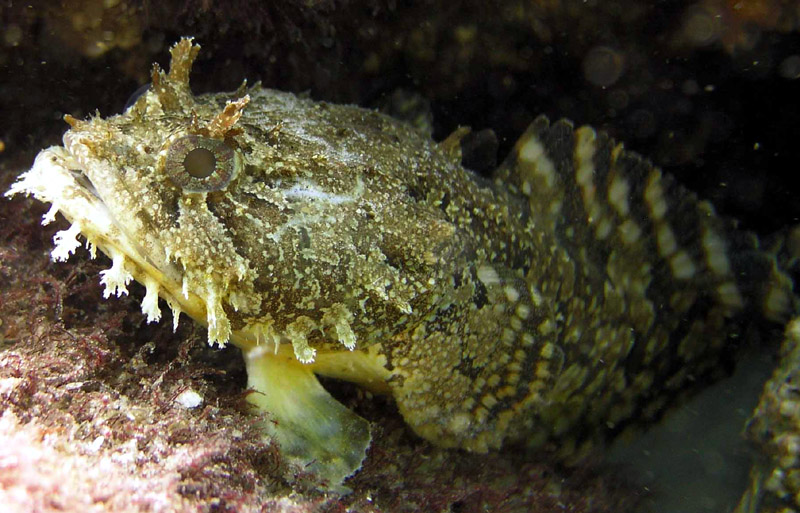 toadfish - destin jetties