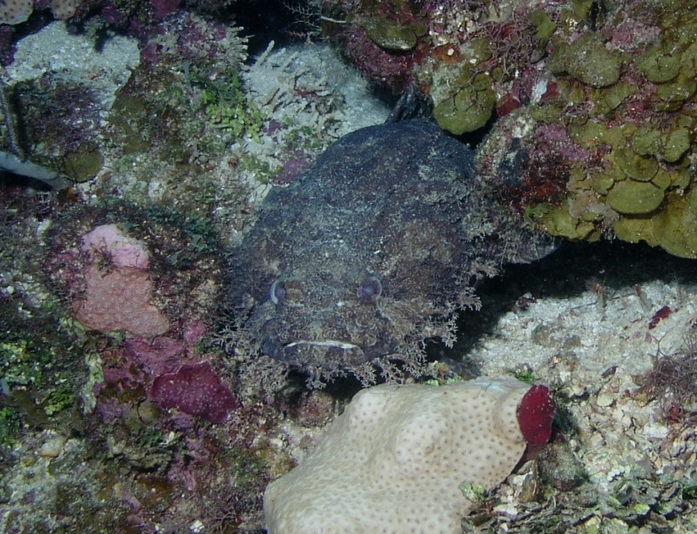 Toadfish (Large Eye?)