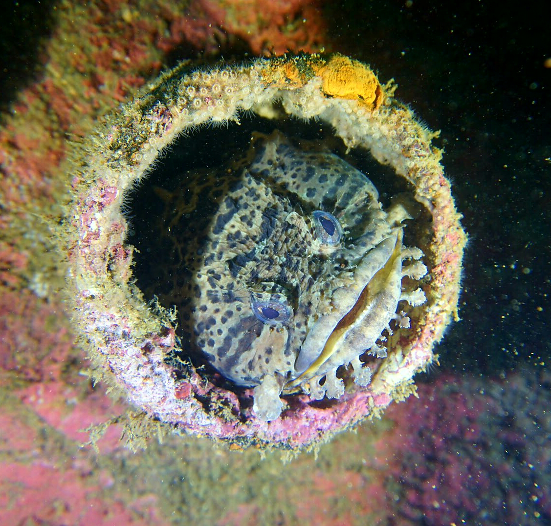 Toadfish