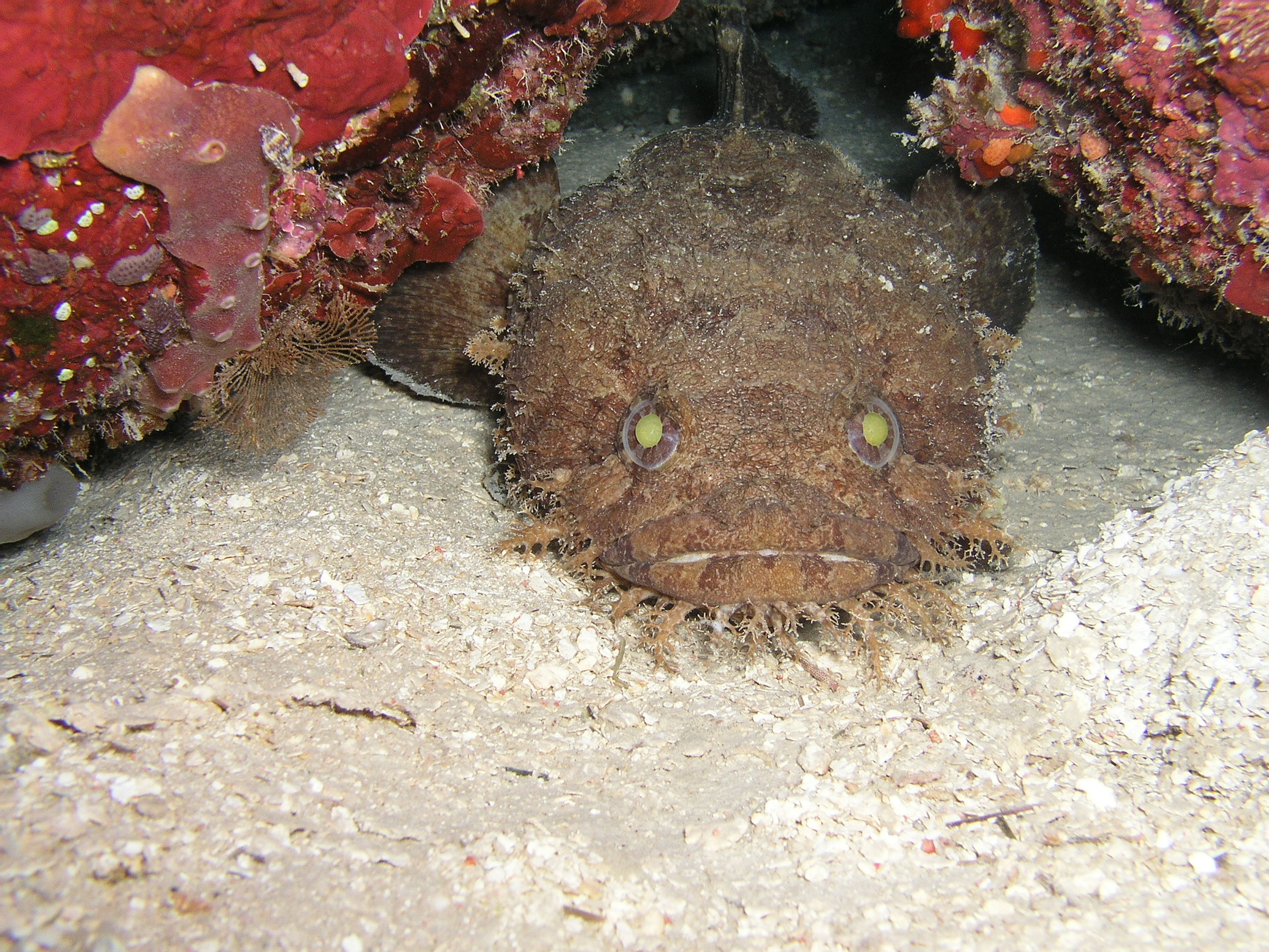 Toadfish