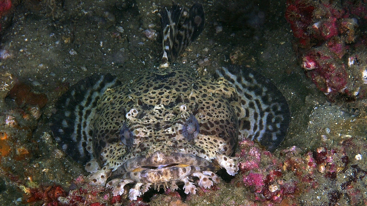 Toadfish_11_04_001