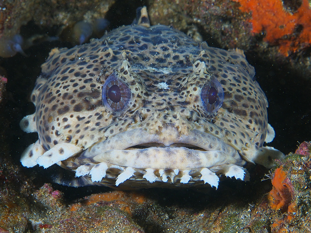toadfish_2011_06_21