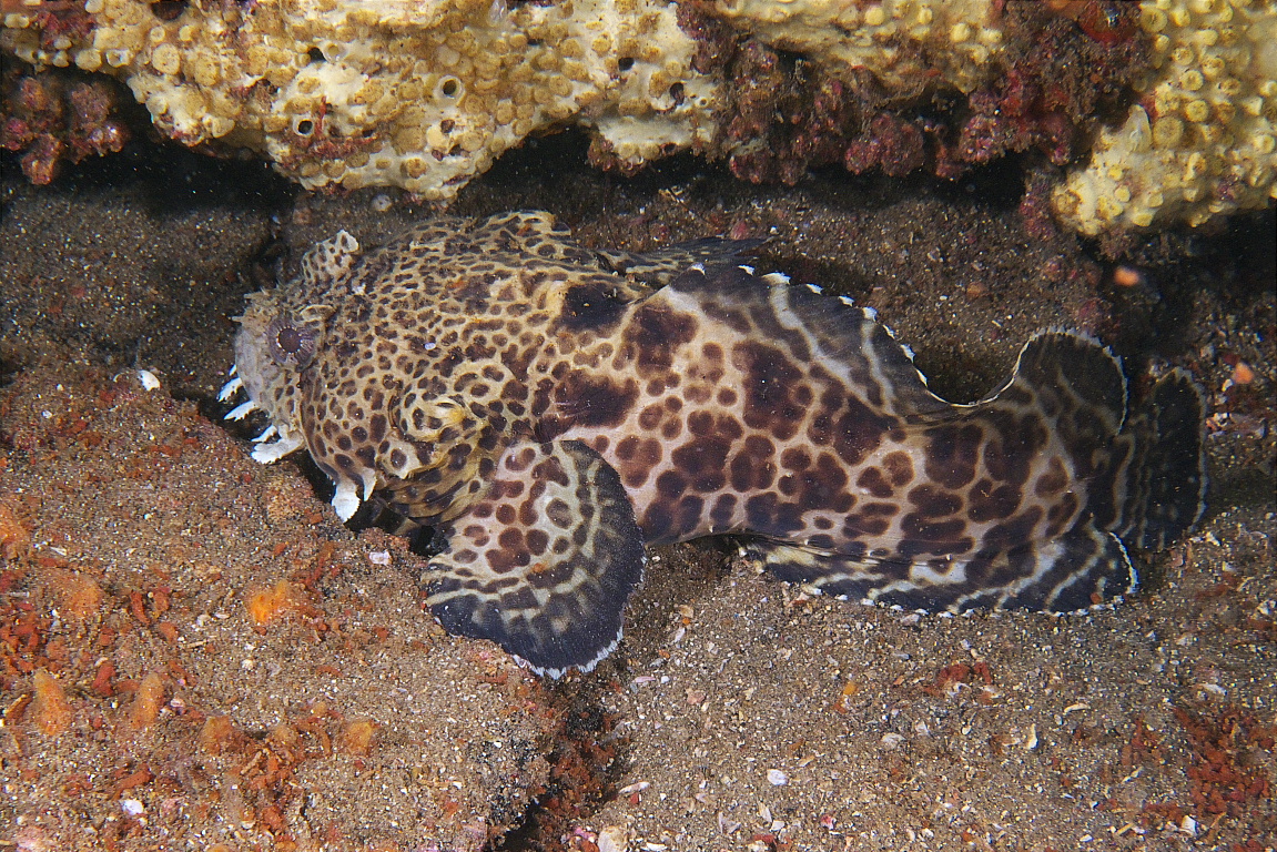 Toadfish_2011_06_40