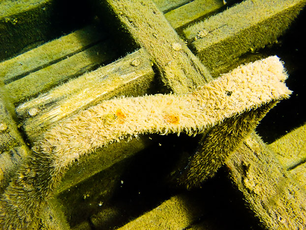 Tobermory Wreck diving King/Newaygo