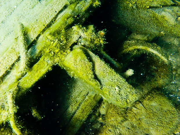 Tobermory Wreck diving King/Newaygo