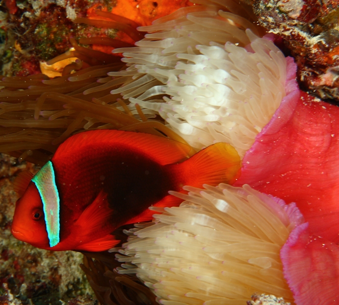 Tomato anemonefish in bleaching anemone