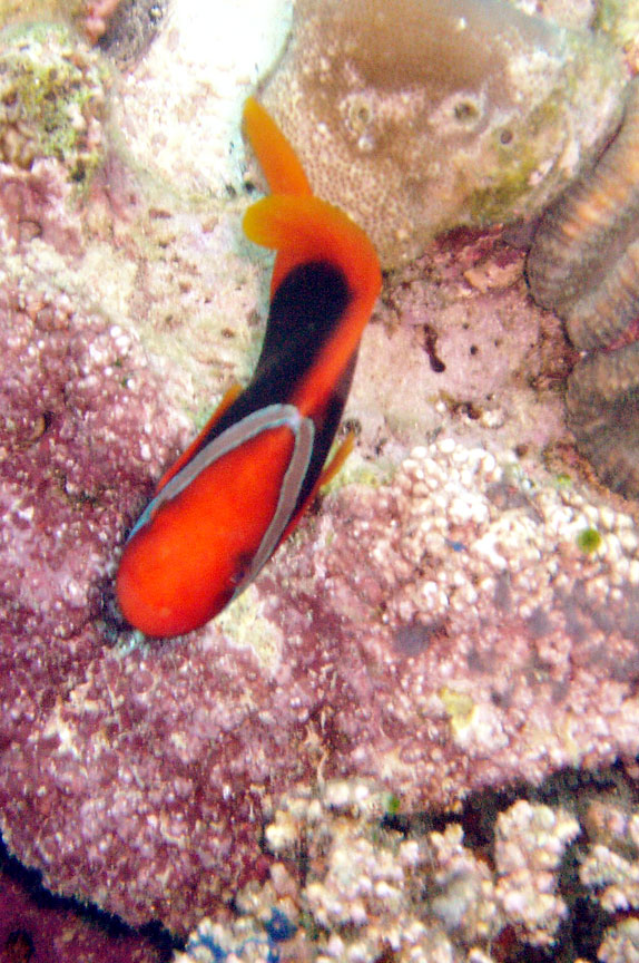 Tomato Anemonefish