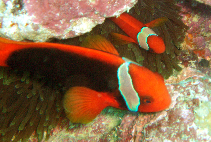 Tomato Anemonefish