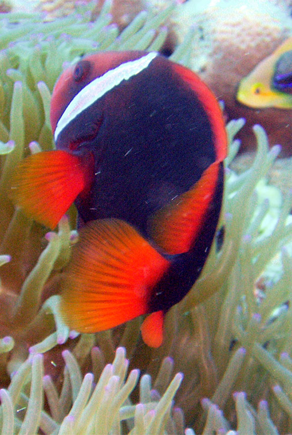 Tomato Anemonefish