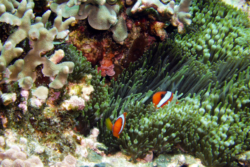 Tomato Anemonefish