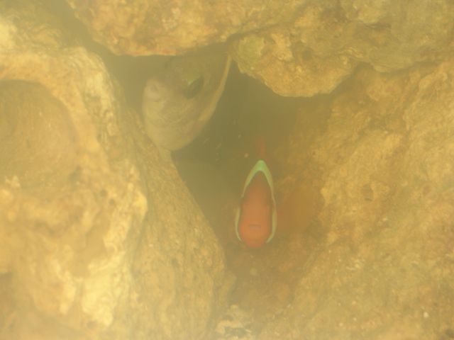 tomato clown hiding