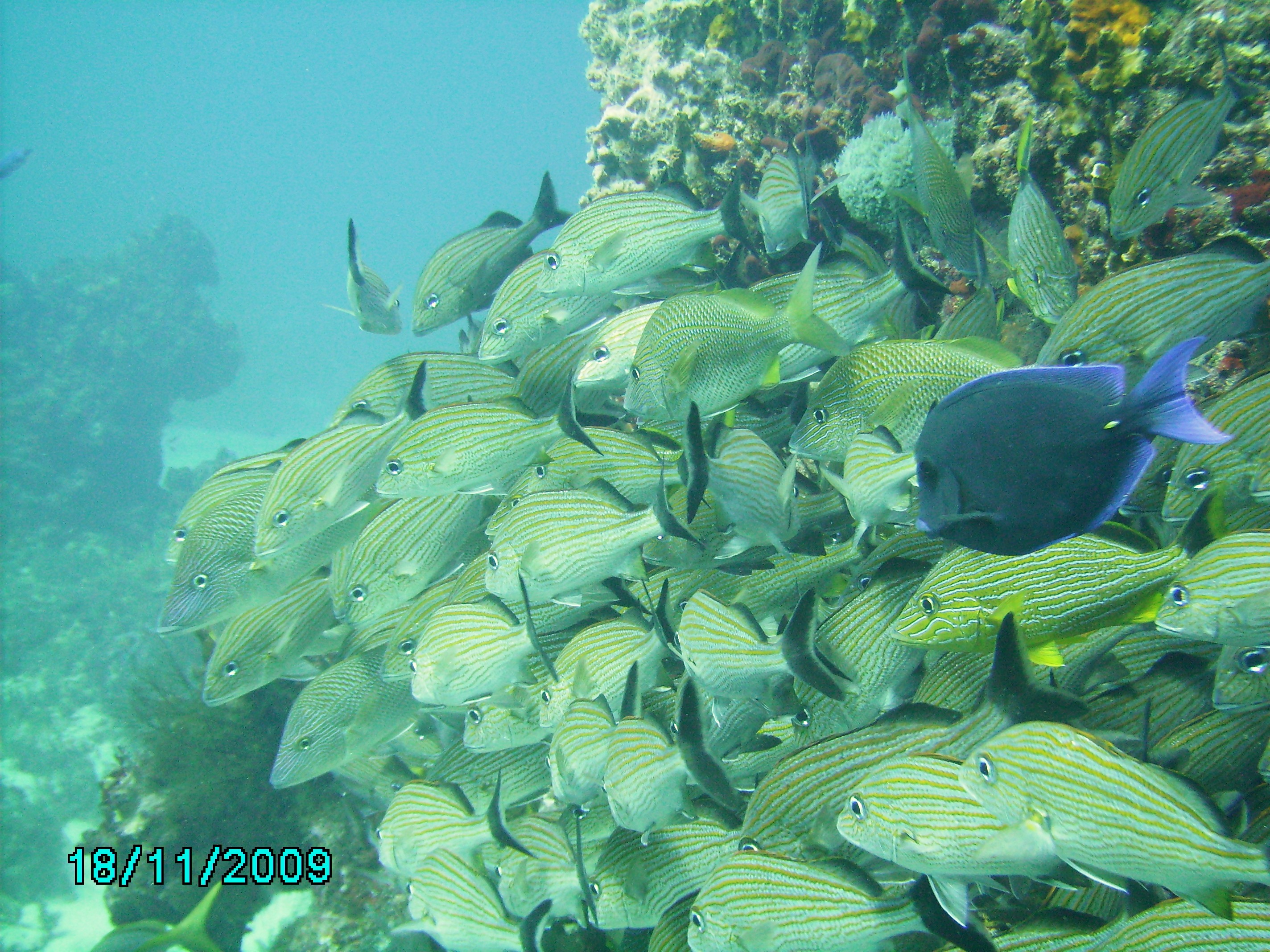 Tons of tropical fish in Jamaica