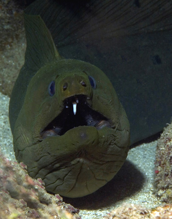 toothy green moray