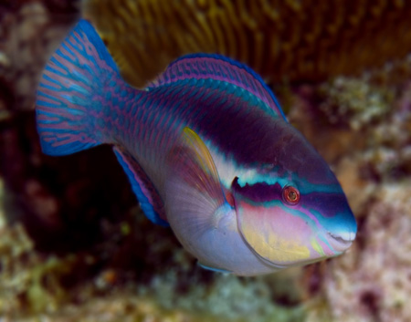 toothy parrotfish