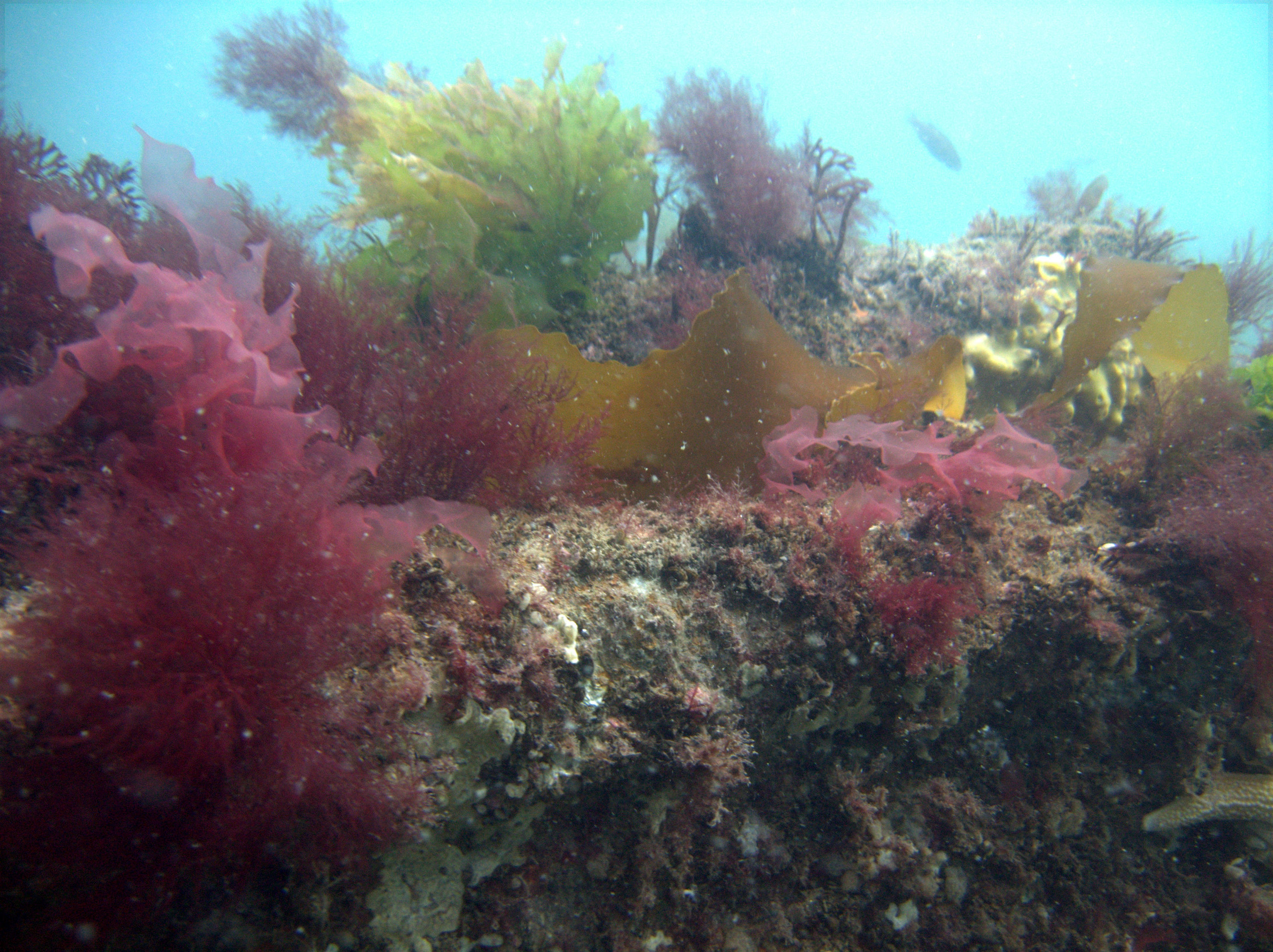 Top edge of the YSD-56 Wreck, Vineyard Sound, MA