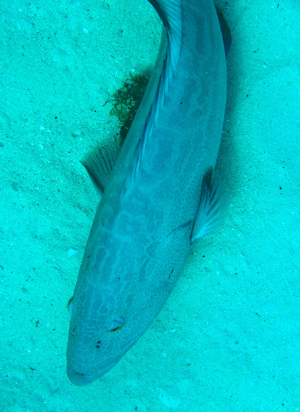 Top-side of a grouper