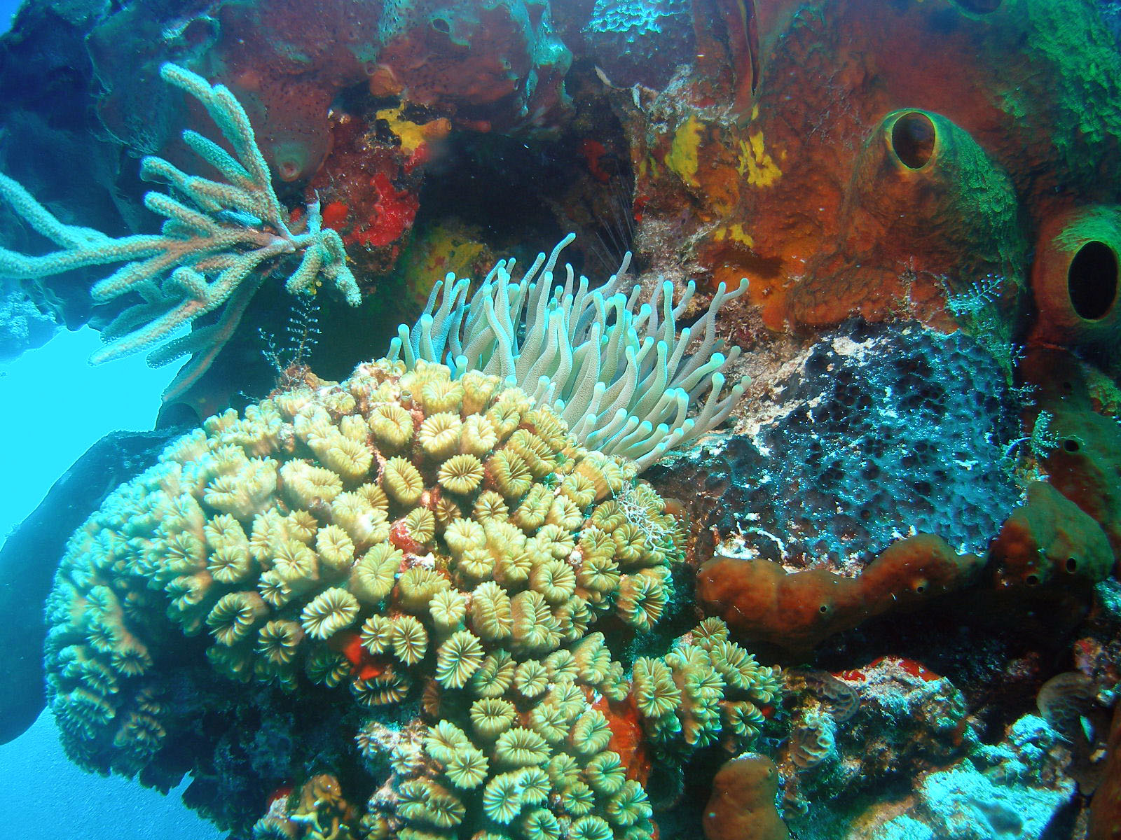 Tormentos corals