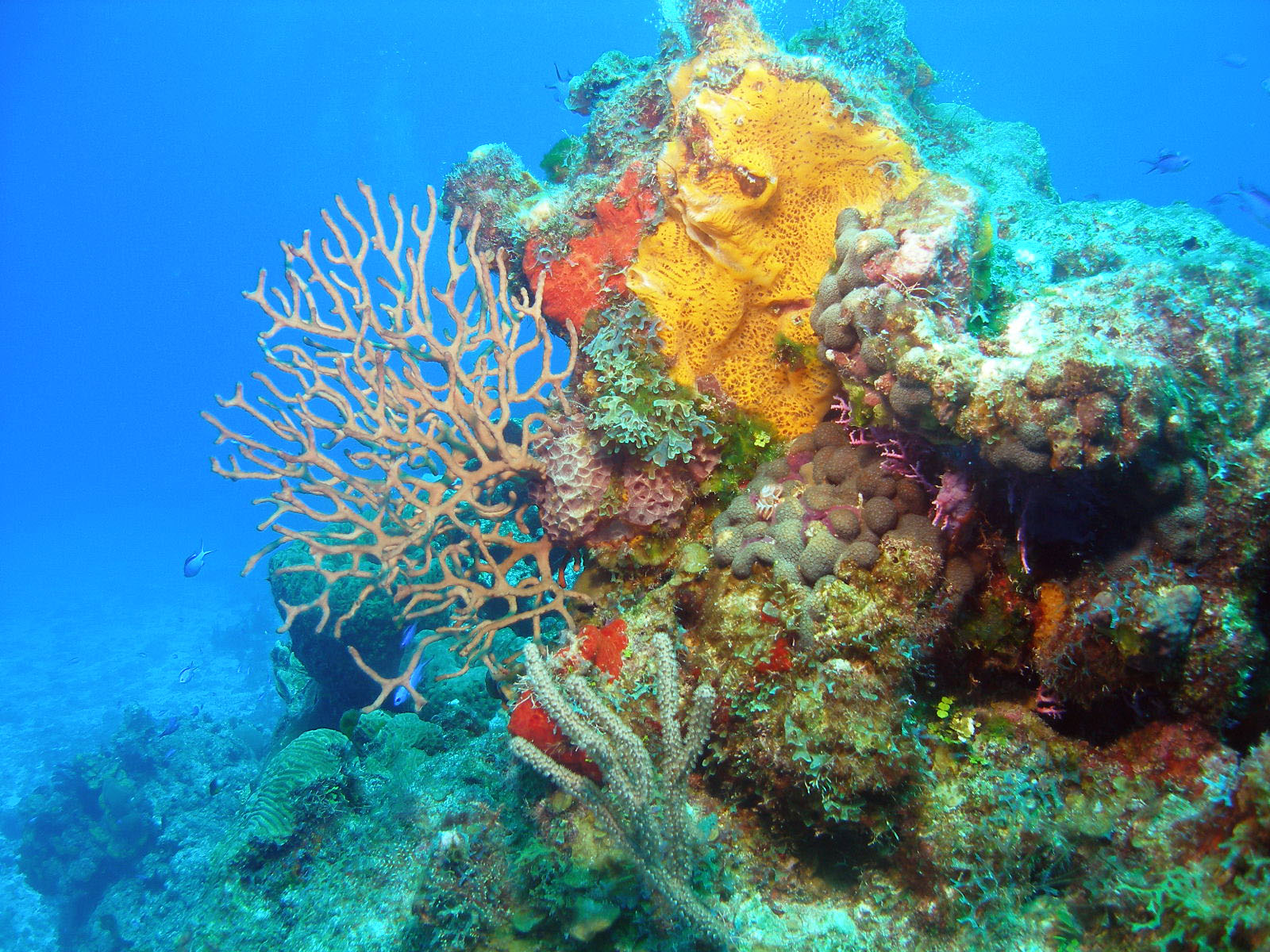 Tormentos corals