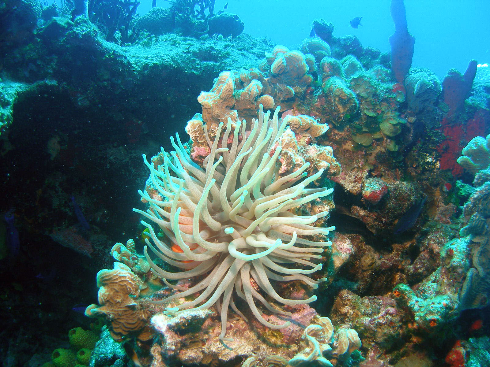 Tormentos sea anemone