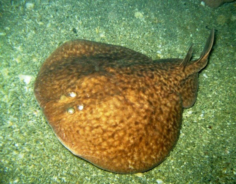 Torpedo Ray