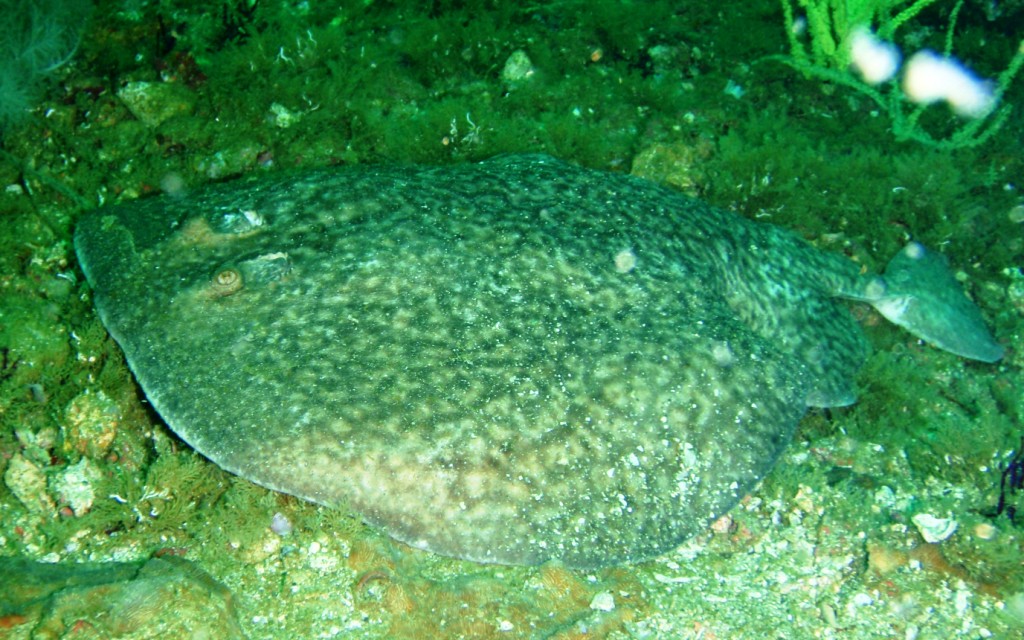 Torpedo Ray