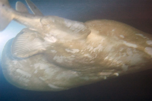 torpedo_ray1