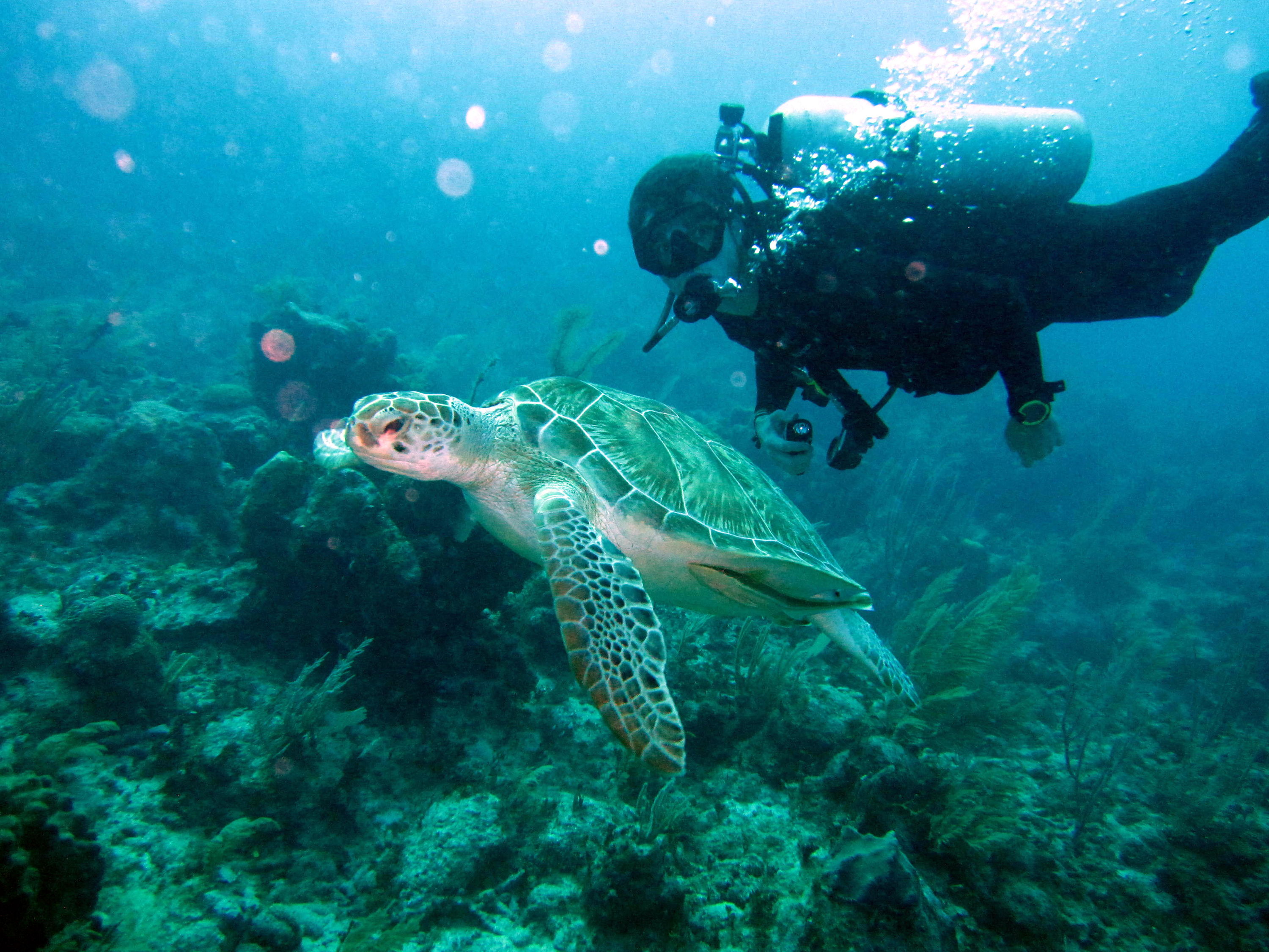 Tortuga