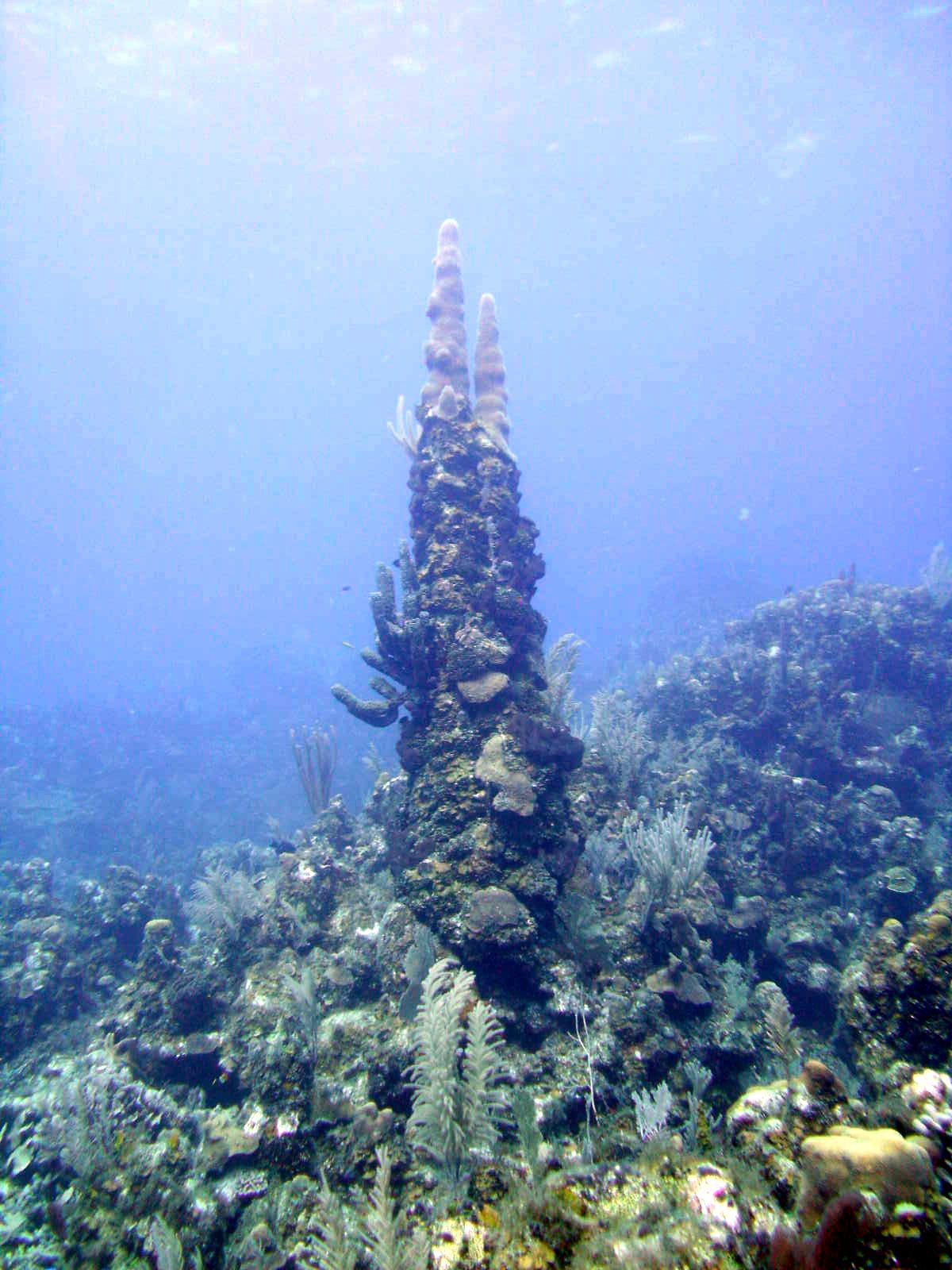 "Totem pole" coral