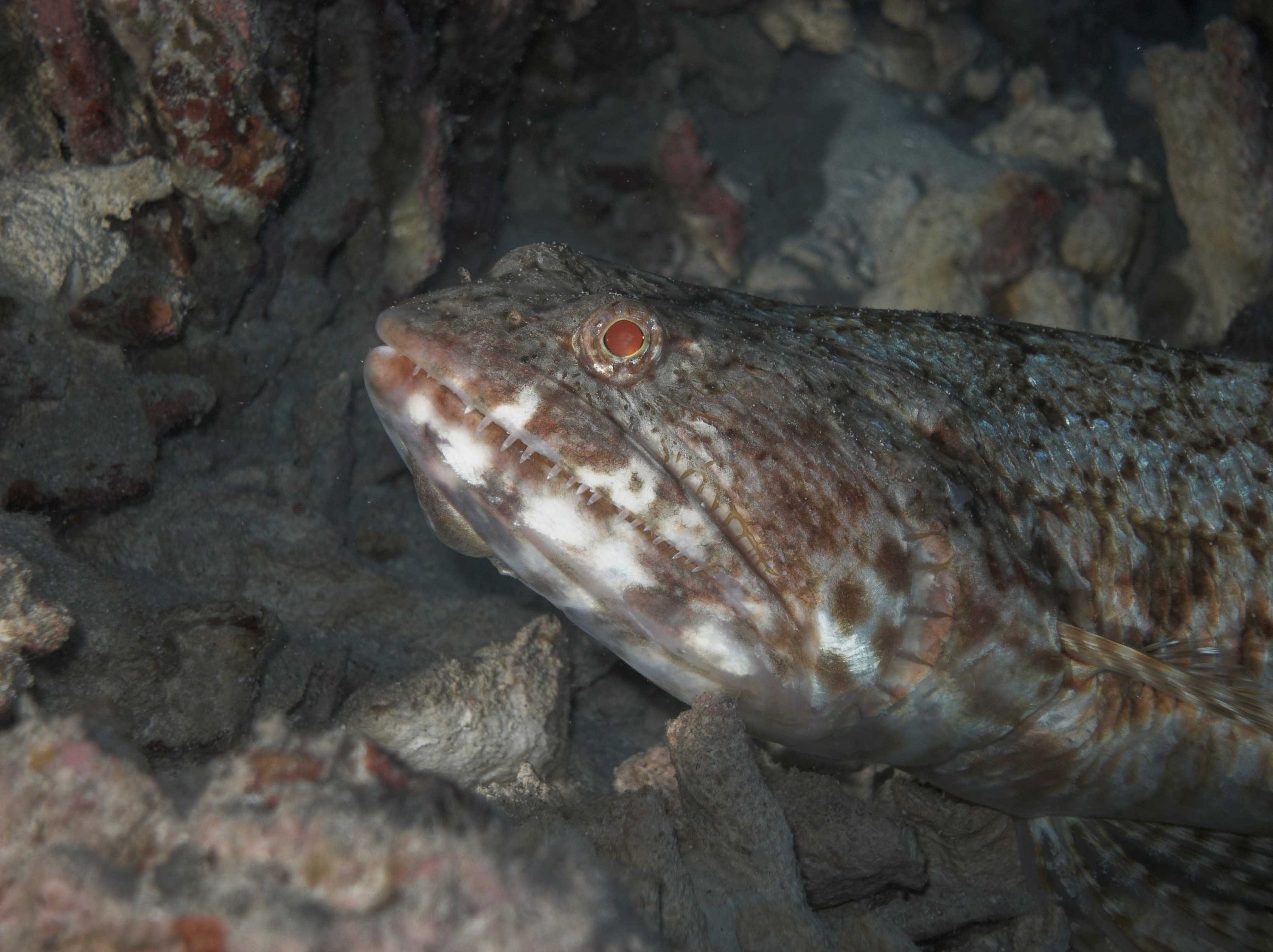 Tough guy lizard fish